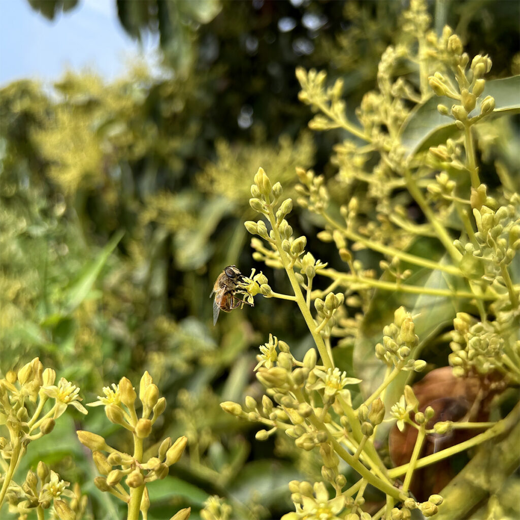 queenfly avocado pollination hoverflies