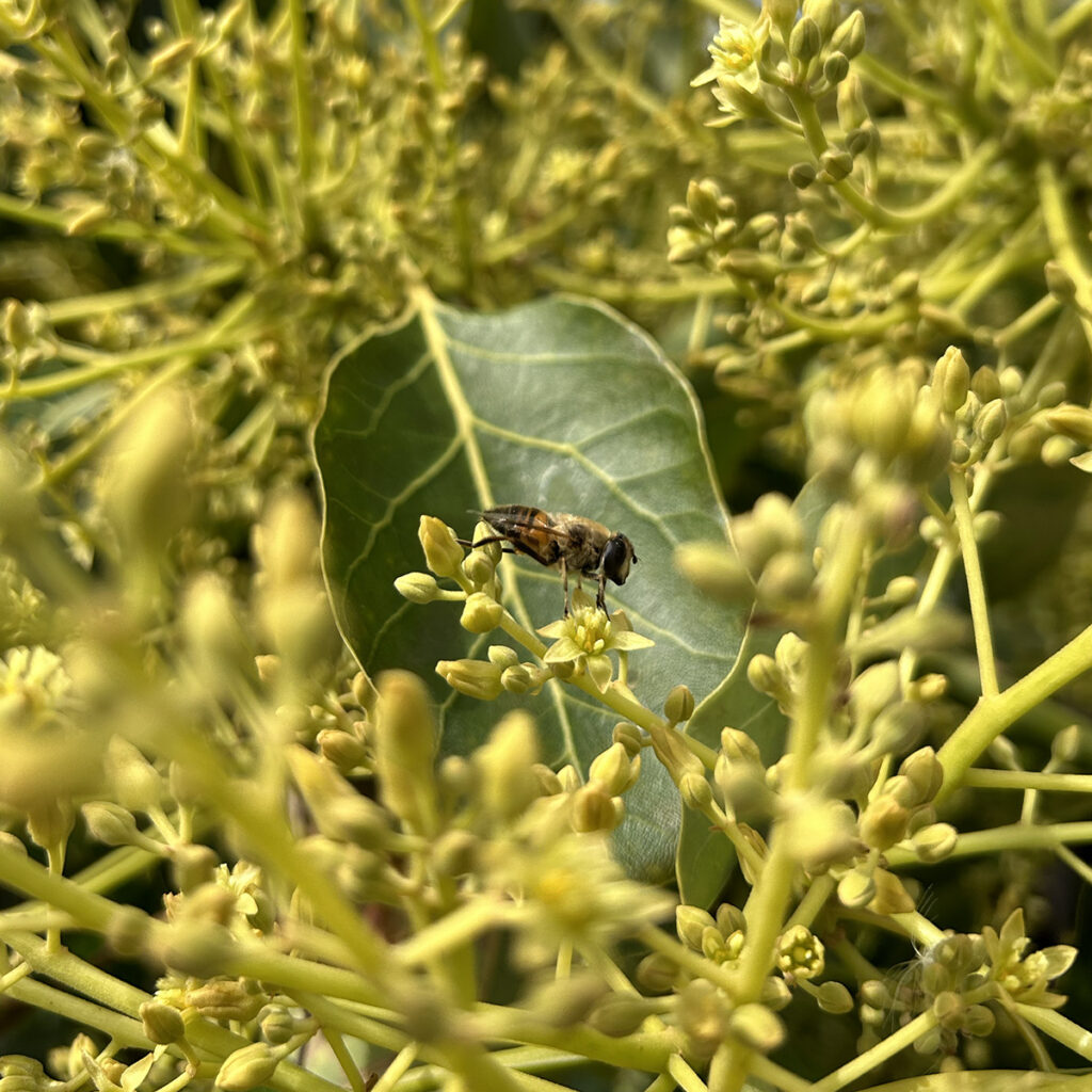Polyfly on the BBC: Innovation in Natural Pollination with Hoverflies