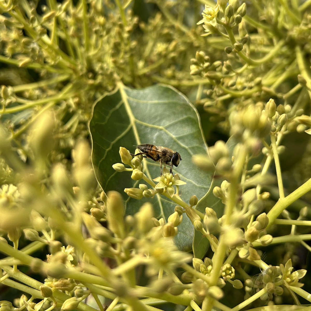 Polyfly on the BBC: Innovation in Natural Pollination with Hoverflies