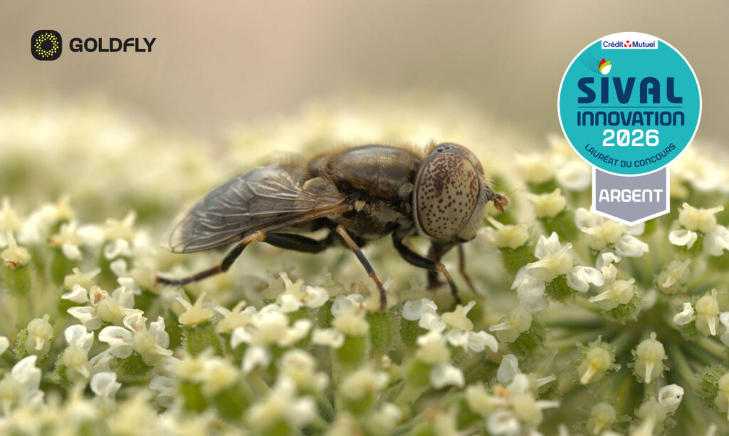 Goldfly-Polyfly-Sival-Innovation-2026