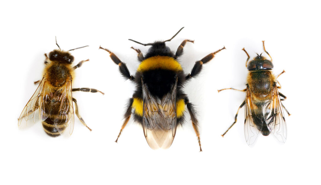 honeybee-bumblebee-hoverfly