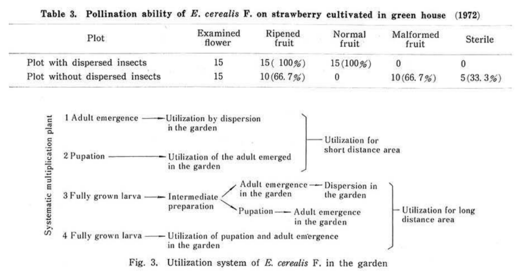 kobayashi-1974-syrphidae