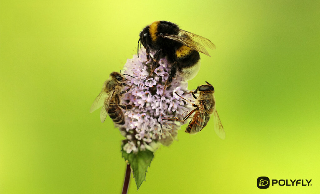 Polyfly hoverflies, a new step in the history of natural pollination