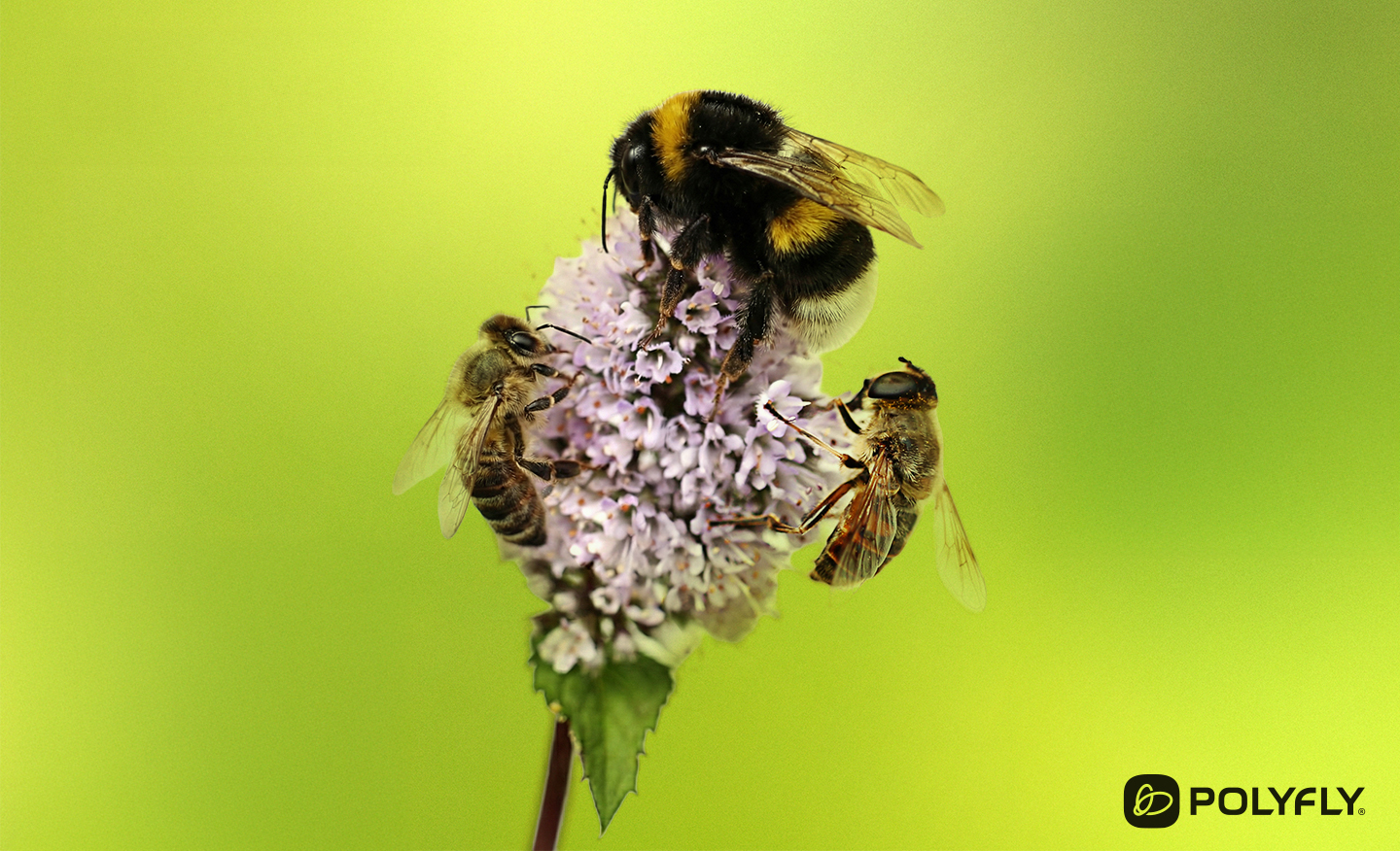 Polyfly hoverflies, a new step in the history of natural pollination