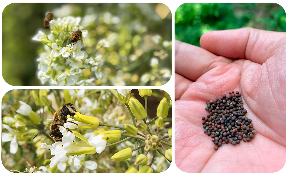 brassicas-seeds-cross-pollination