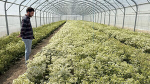 Seed World Europe shines a spotlight on Polyfly: the hoverfly revolution reaches the seed industry