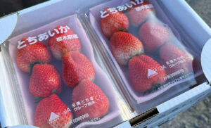 Polyfly drives sustainable pollination in Japan with its hoverfly pollinators