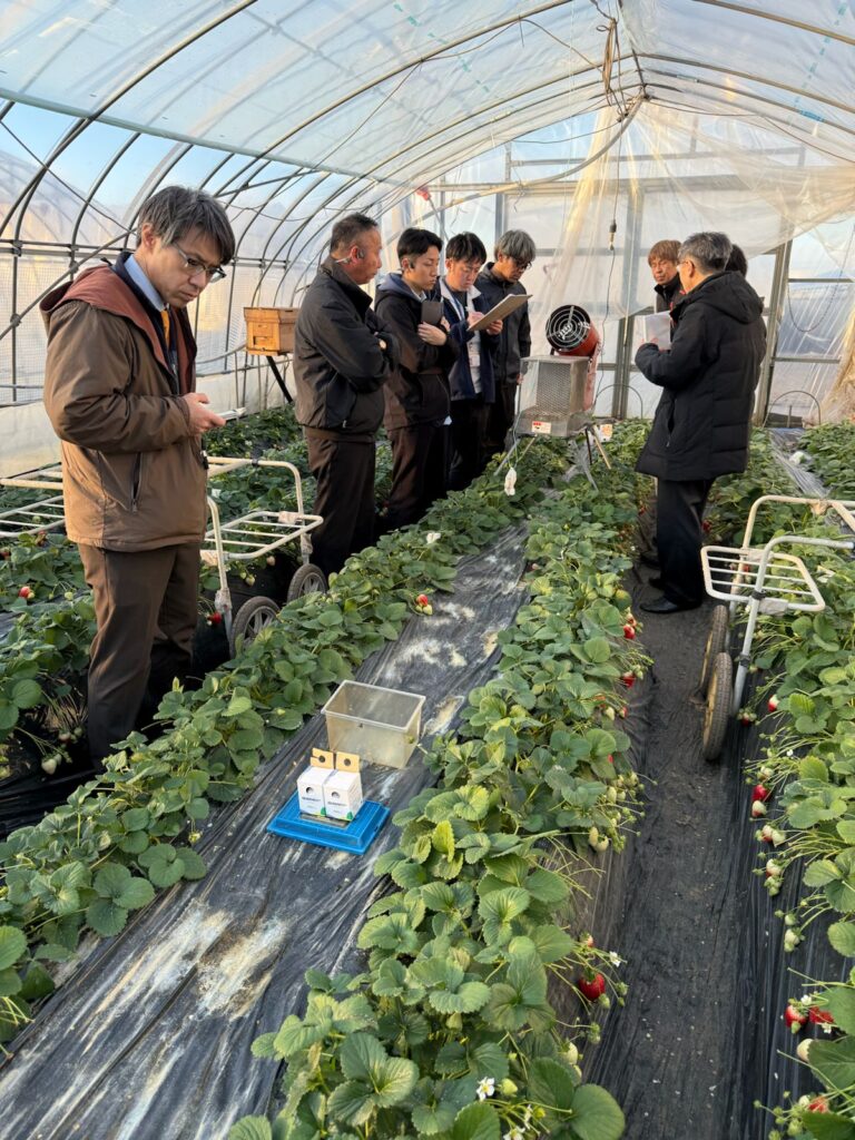 japan-gifu-polylfy-queenlfy_3