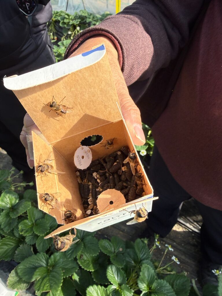 japan-gifu-polylfy-queenlfy_9