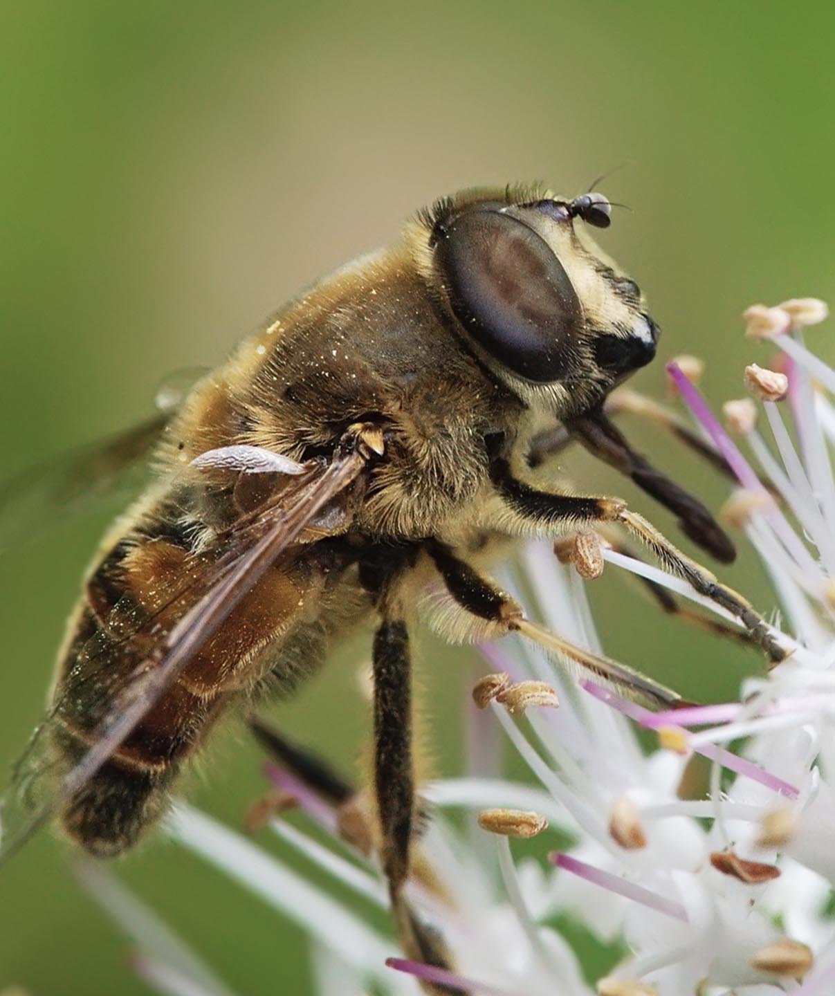 Queenfly natural pollination in strawberry fields