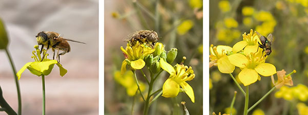 Eristalini rocket pollination