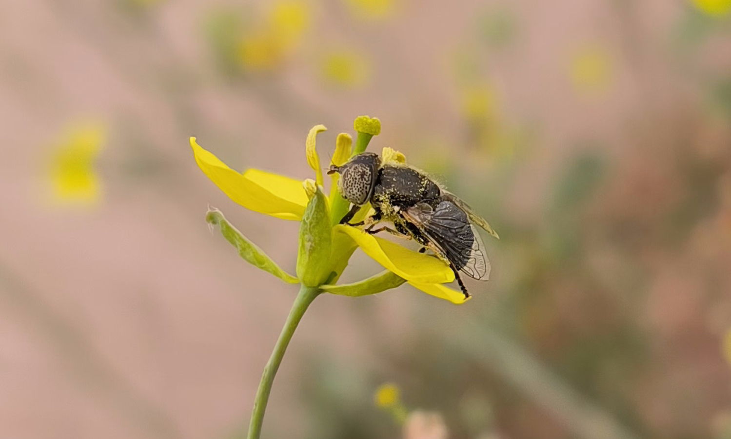 goldfly rocket pollination eristalinus aeneus