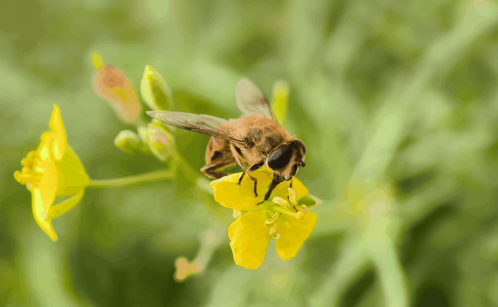 Hoverflies in wild rocket crops for seed multiplication