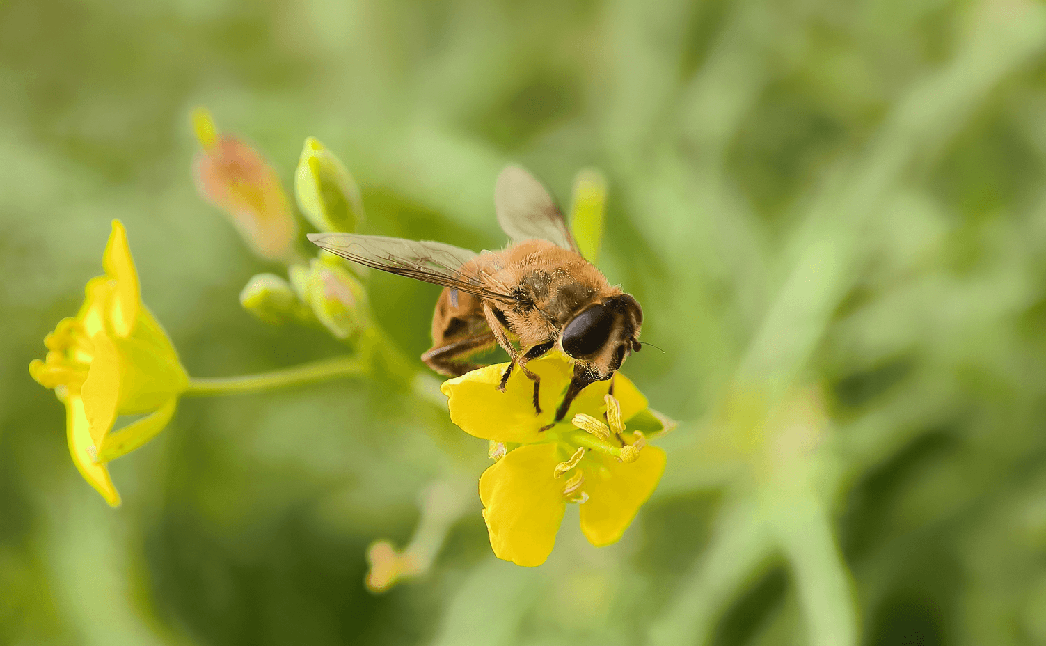 Hoverflies in wild rocket crops for seed multiplication