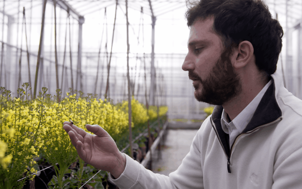 Hoverflies and the future of sustainable pollination management