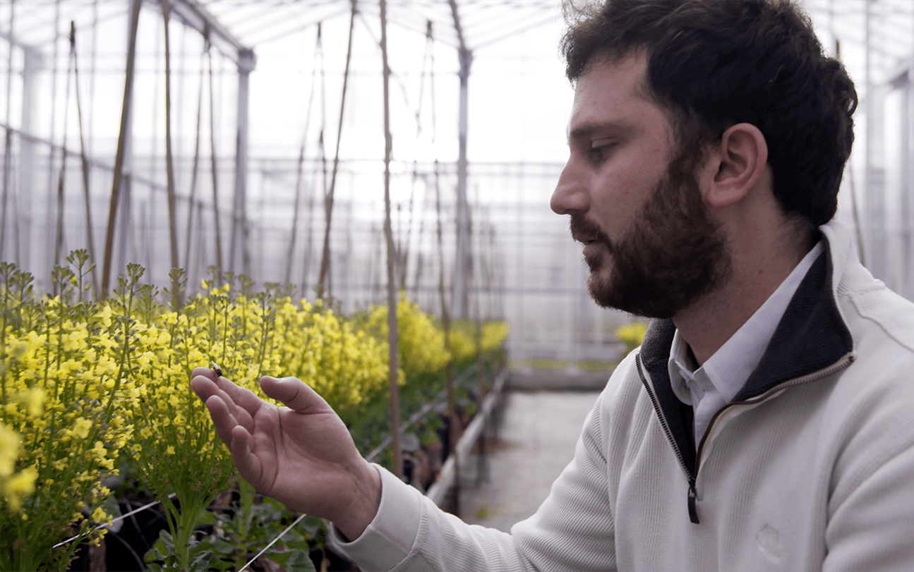 Hoverflies and the future of sustainable pollination management