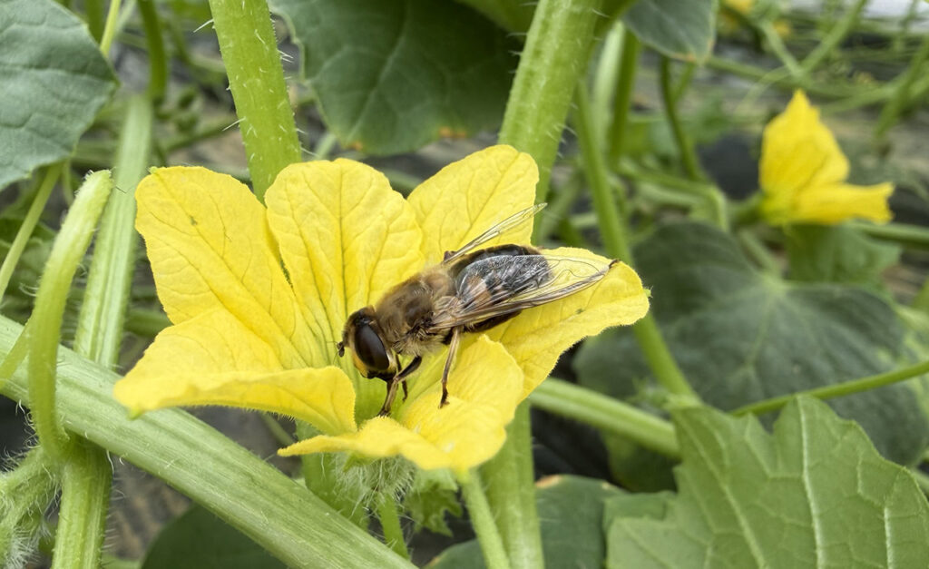 Polyfly’s hoverflies pollinate melon greenhouses in Ibaraki