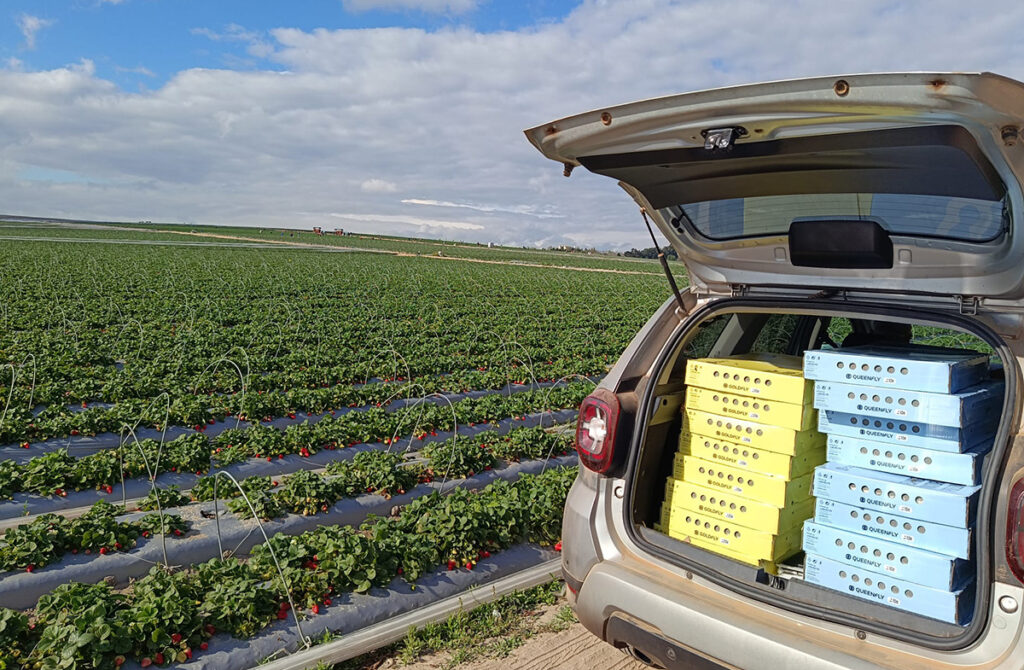 campo-fresas-sudafrica-polyfly