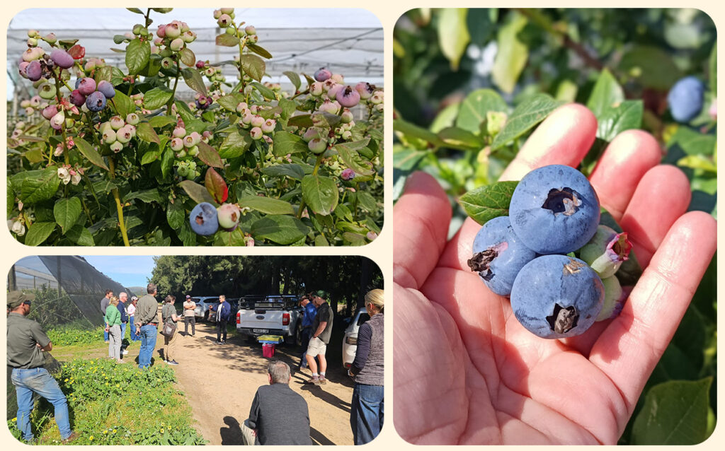 polyfly-south-africa-crops-pollination-hoverflies-berries