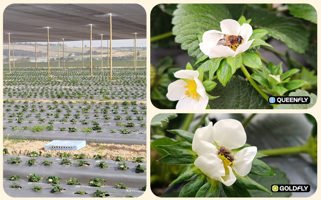polyfly-south-africa-crops-pollination-hoverflies-strawberries