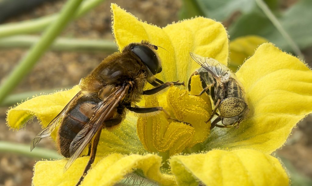 Polyfly at Fruit Attraction 2026 to showcase the potential of hoverfly pollination
