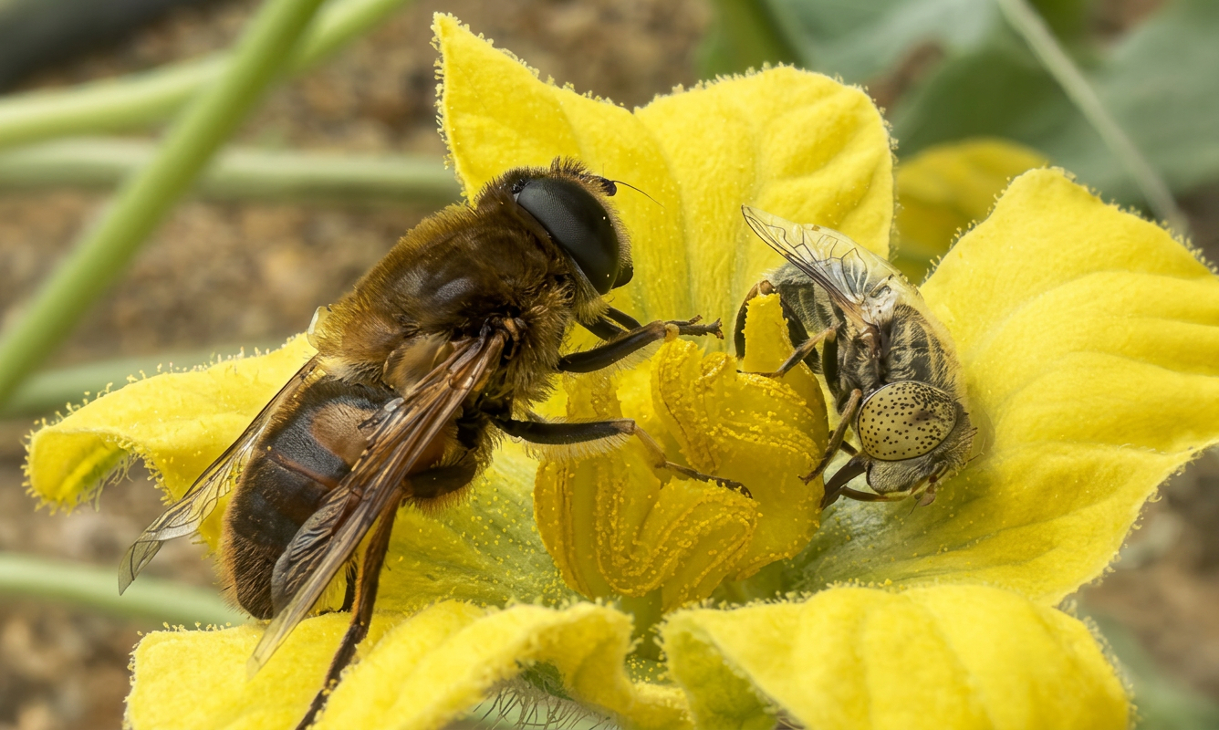 Polyfly at Fruit Attraction 2026 to showcase the potential of hoverfly pollination
