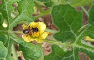 Polyfly at Fruit Attraction 2026 to showcase the potential of hoverfly pollination