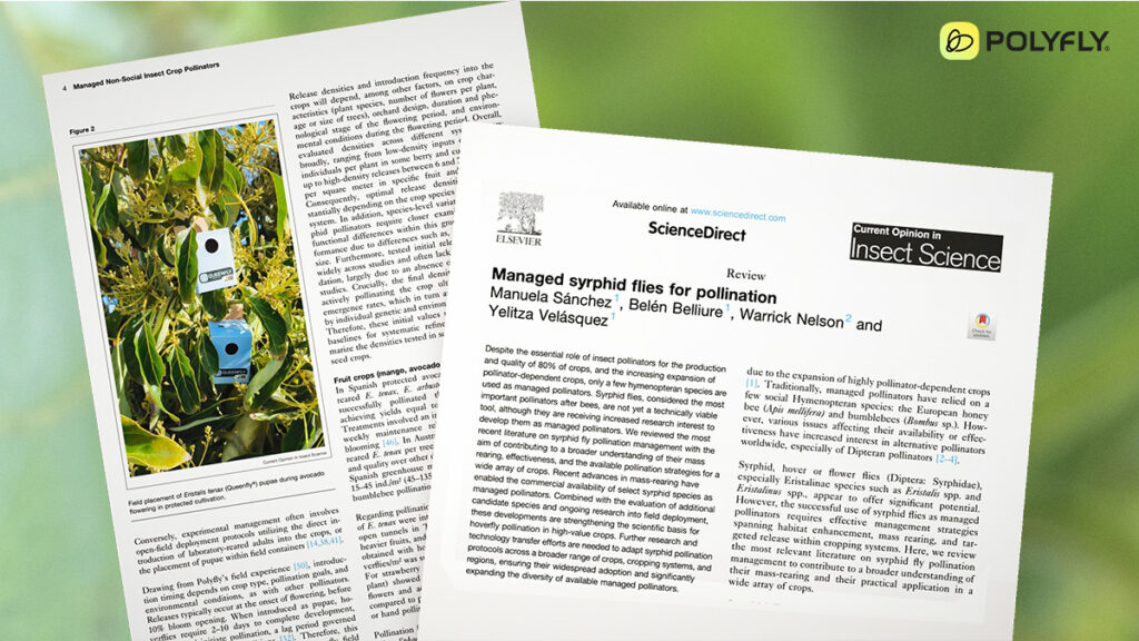 New paper: Managed hoverflies as efficient pollinators for agriculture