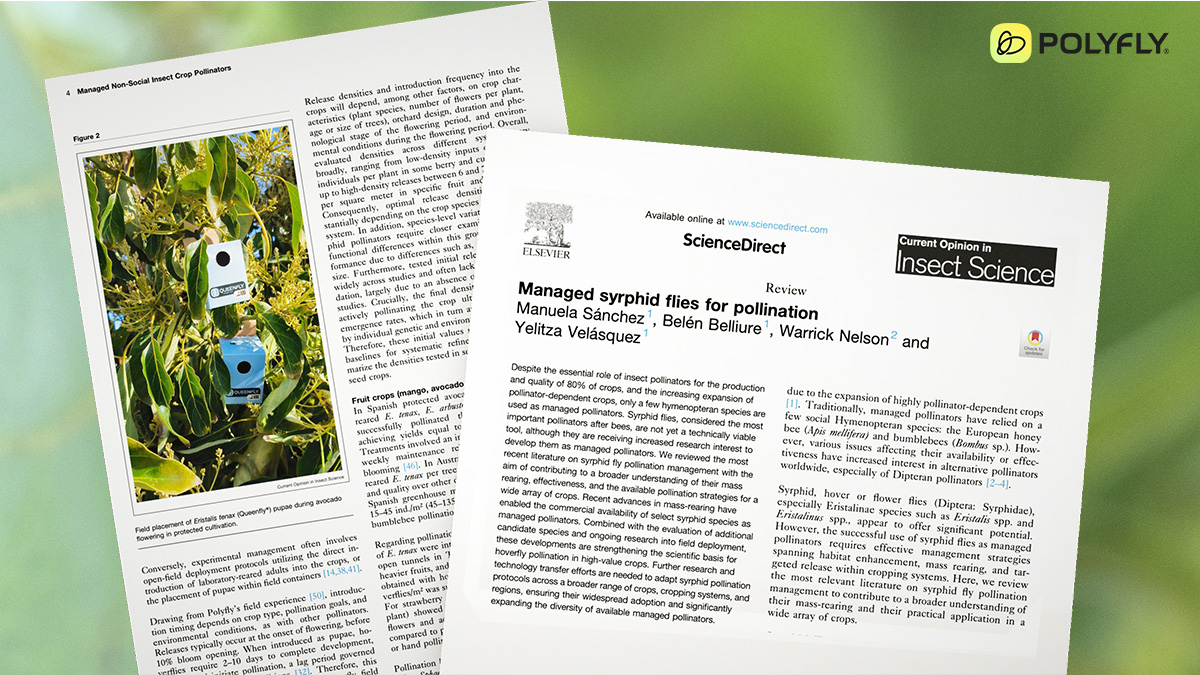 New paper: Managed hoverflies as efficient pollinators for agriculture