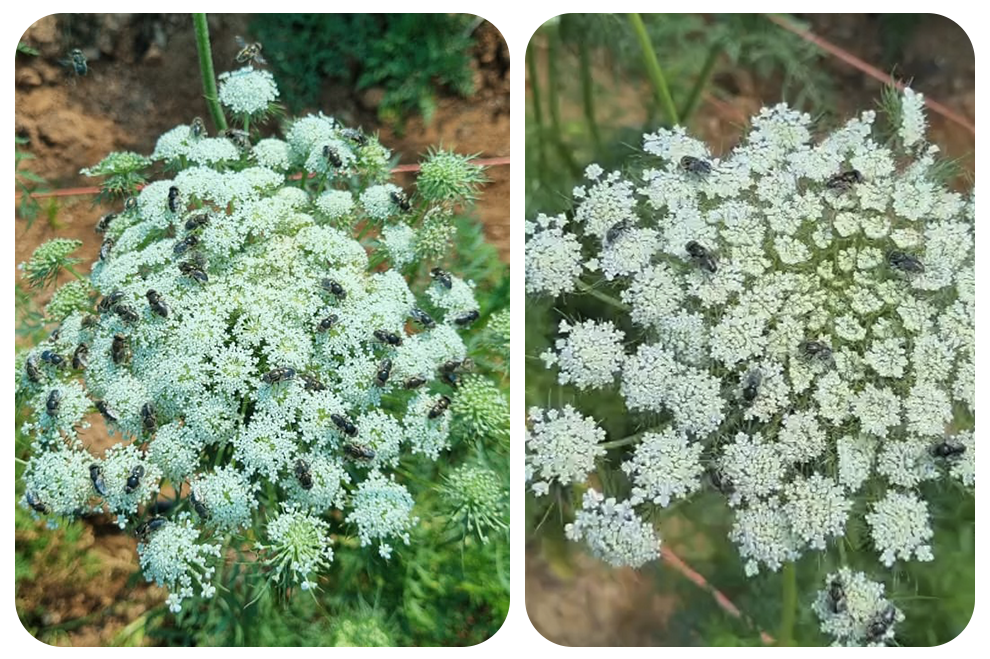 carrot-pollination-with-hoverflies-polyfly