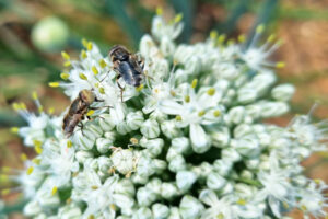 Polyfly hoverflies are already pollinating onion and carrot in South Africa