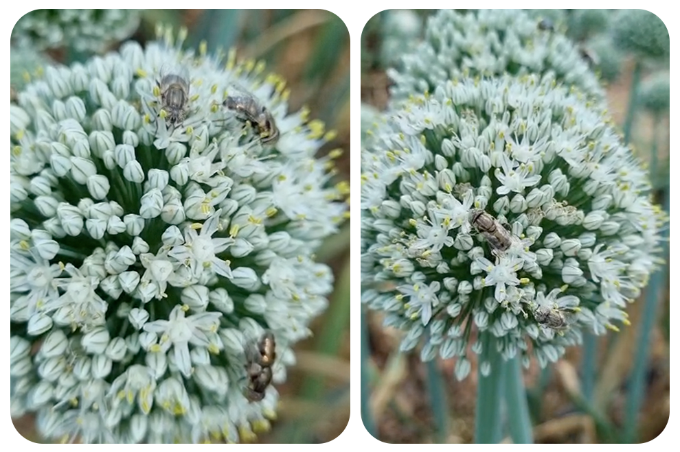 onion-pollination-with-hoverflies-polyfly
