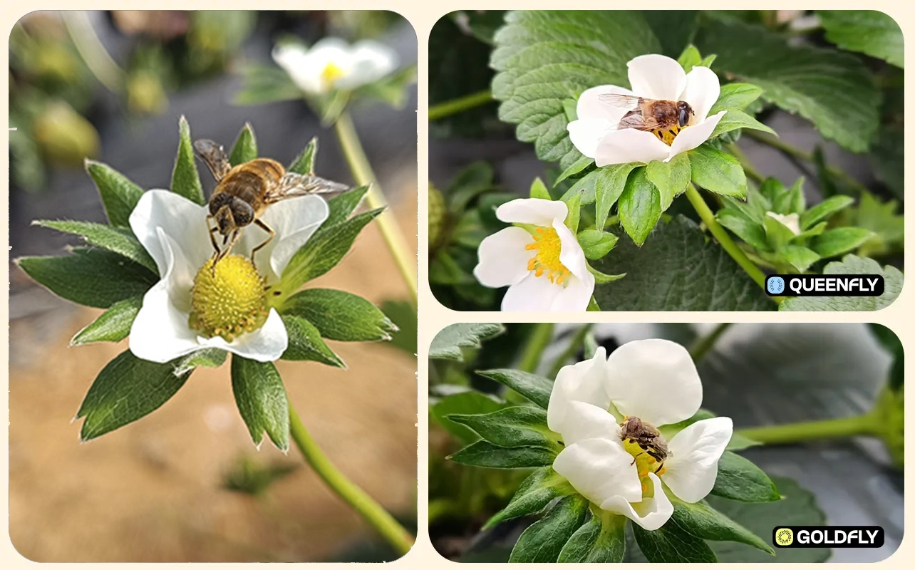 polyfly-south-africa-crops-pollination-hoverflies-strawberries